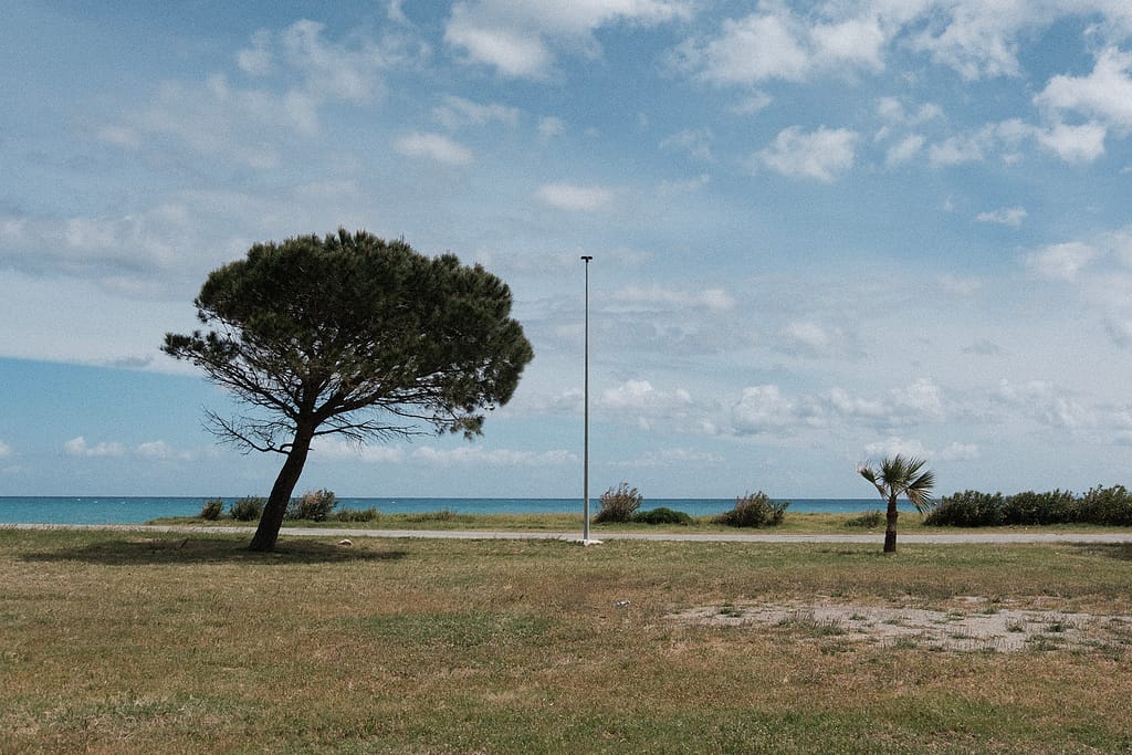 Un pino inclinato, un lampione e una piccola palma su un prato davanti al mare