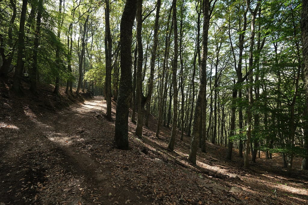 Sentiero nel bosco di Malabotta con la luce tra i faggi