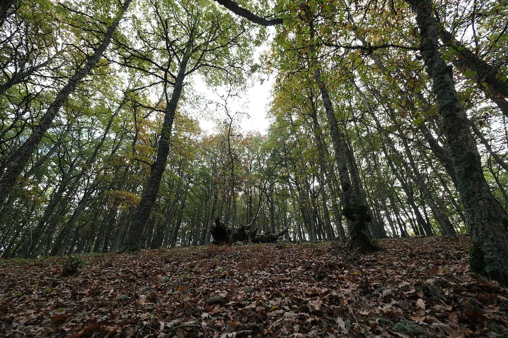 Alberi del bosco di Malabotta visti dal basso, in autunno
