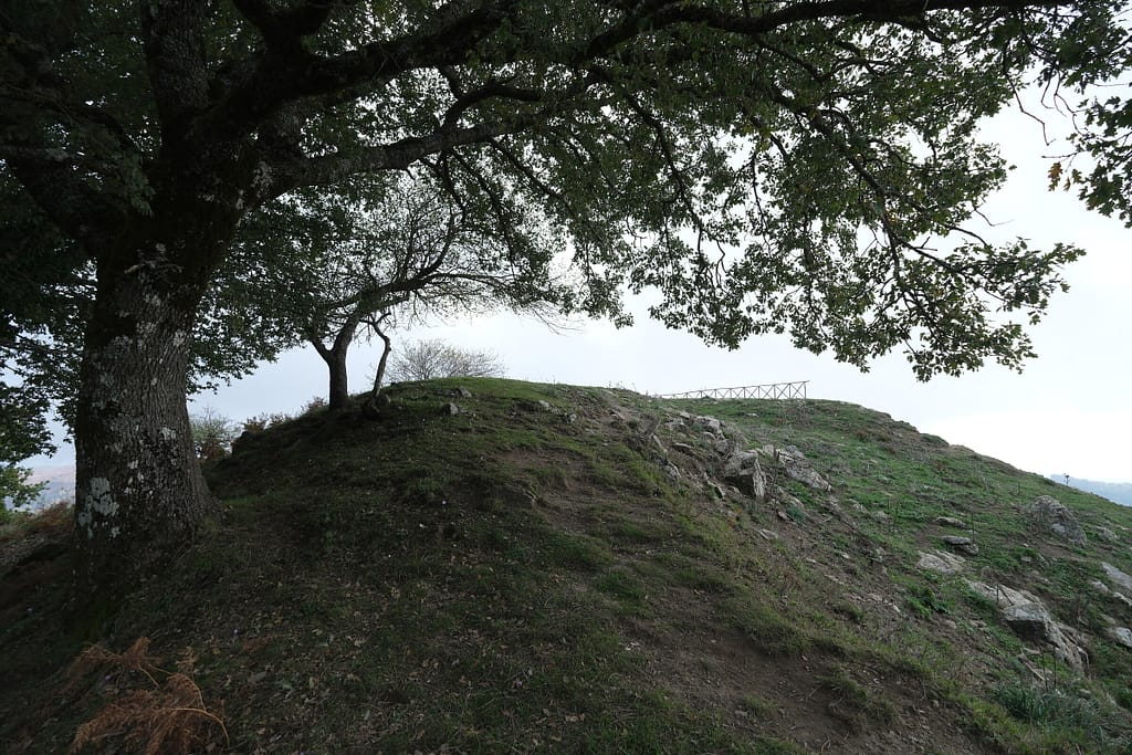 Quercia su una collina erbosa, bosco di Malabotta