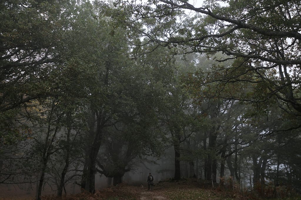 Bosco di Malabotta nella nebbia con un uomo e il suo cane sul sentiero
Didascalie