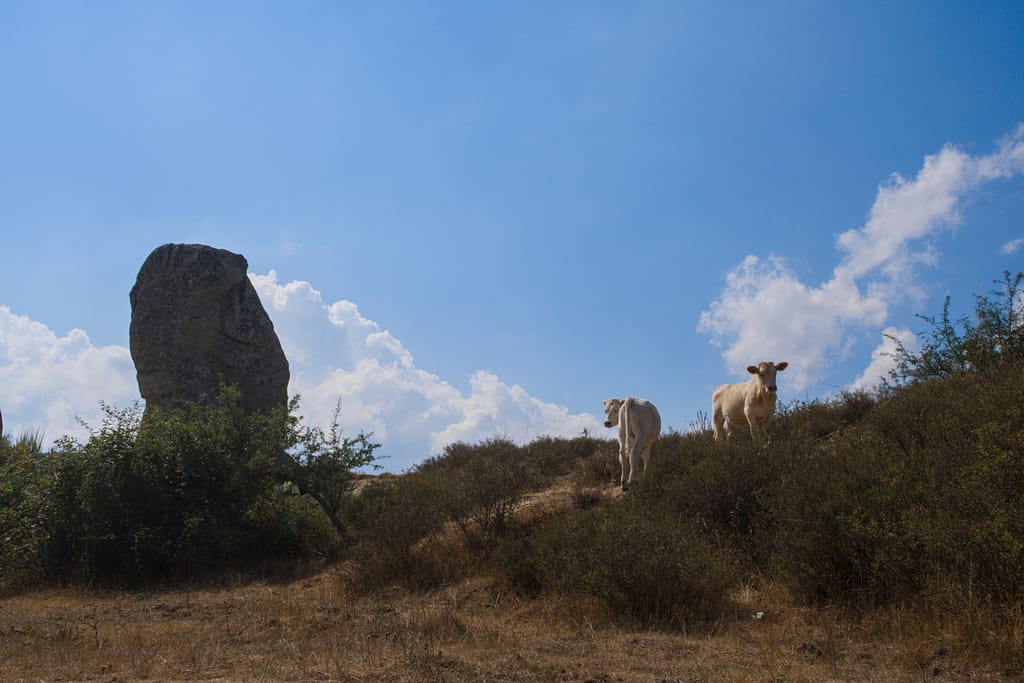 Menhir dell'Argimusco con due mucche bianche sulla collina