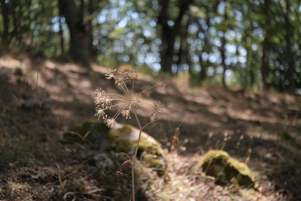 Un'infiorescenza secca a ombrello nitida in primo piano, nel sottobosco, con alberi e luci tonde tra le foglie completamente sfocati sullo sfondo.