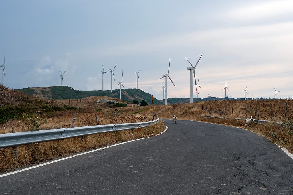 Strada di campagna che curva tra l'erba secca, con due pecore sull'asfalto e decine di pale eoliche sulle colline.