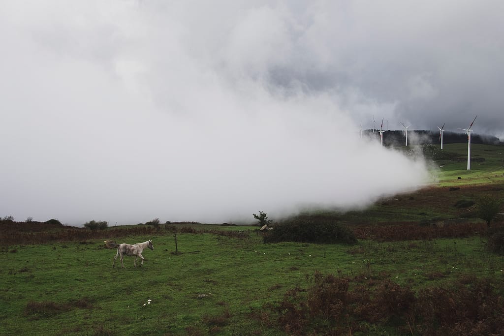 Una nuvola bassa che scende sul prato di montagna, con un animale al pascolo