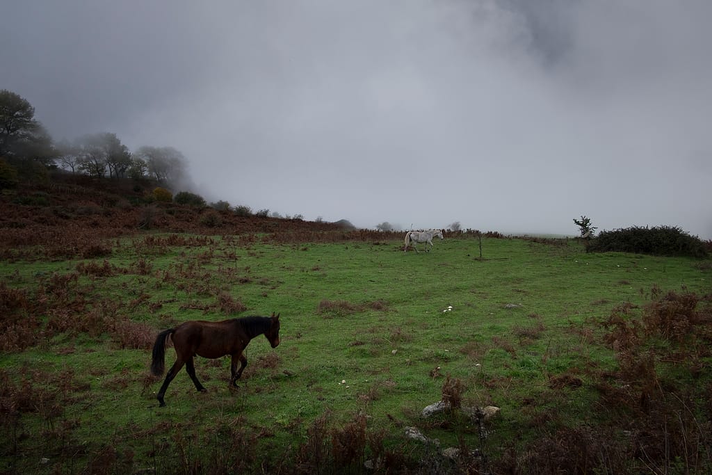 Un cavallo pascola su un prato verde in montagna, avvolto dalla nebbia