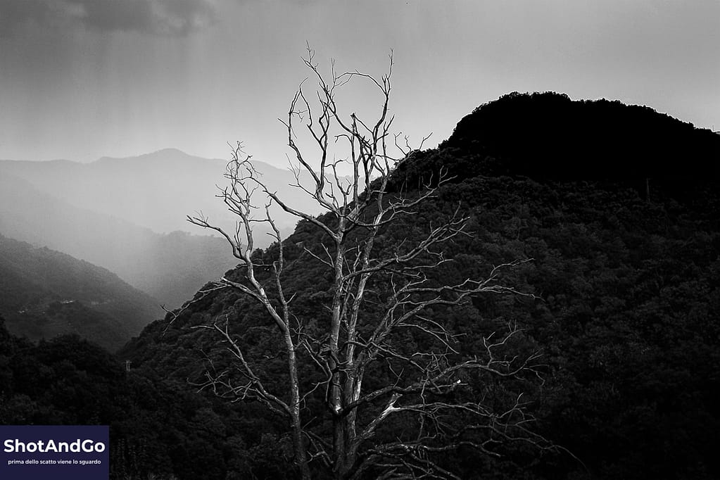 Le origini della fotografia: perché tutto nasce dallo sguardo Albero spoglio in bianco e nero davanti a una catena montuosa avvolta dalla foschia, simbolo dello sguardo fotografico che precede la tecnica.