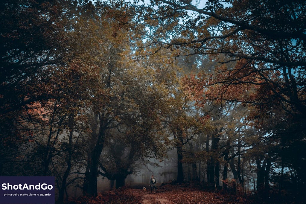 Bosco autunnale avvolto dalla nebbia durante un trekking, con un escursionista tra gli alberi immerso nella natura.