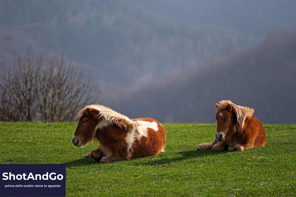 Due pony sdraiati su un prato osservati a distanza, esempio di fotografia naturalistica realizzata senza disturbare gli animali.